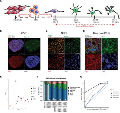 A human stem cell-derived neuronal model of morphine exposure reflects brain dysregulation in opioid use disorder: Transcriptomic and epigenetic characterization of postmortem-derived iPSC neurons